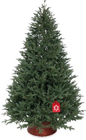 Molid Canadian 100 % 150 cm