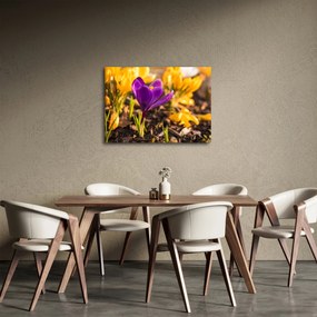 Tablou cu floare violetă (70x50 cm)