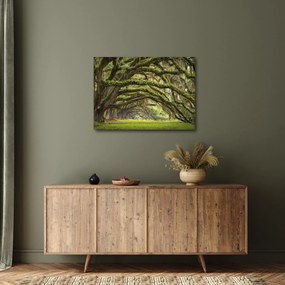 Tablou - Oaks Avenue, Charleston, Carolina de Sud, SUA (70x50 cm)