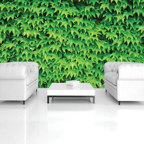 Fototapet - Frunze (152,5x104 cm)