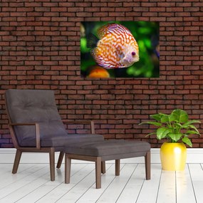 Tablou cu pește (70x50 cm)