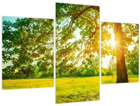 Tablou - Pădurea însorită (90x60 cm)