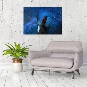 Tablou - Porumbel încoronat (70x50 cm)
