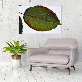 Tablou - Frunze de trandafir (90x60 cm)