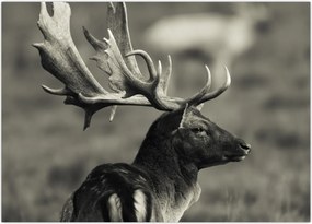 Tablou - Cerb (70x50 cm)