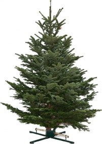 Brad natural de Craciun Nordmann Standard 200-250 cm