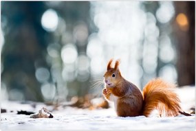 Tablou - Veveriță (90x60 cm)