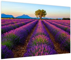 Tablou - Câmp de lavandă (90x60 cm)