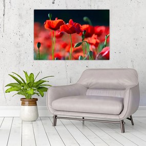 Tablou - flori de maci (90x60 cm)