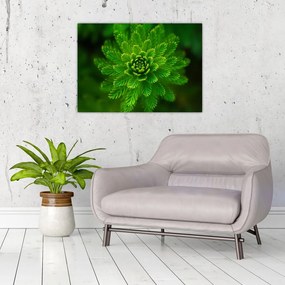 Tablou pe sticlă cu coniferi (70x50 cm)