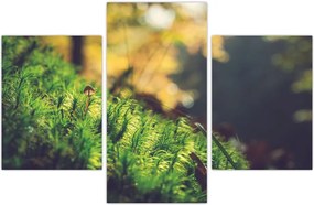 Tablou - Ciupercă și muschi (90x60 cm)