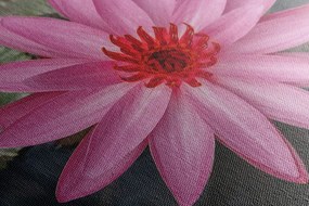 Tablou floare de lotus magnifică