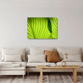 Tablou pe sticlă - Detaliu de frunză verde (70x50 cm)