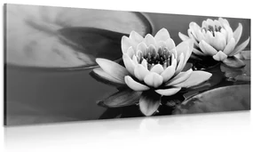 Tablou floare de lotus pe apă alb-negru