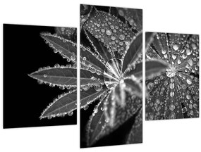 Tablou - Frunze cu picături (90x60 cm)