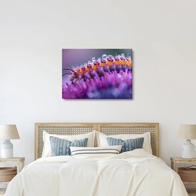 Tablou - Caterpillar (70x50 cm)