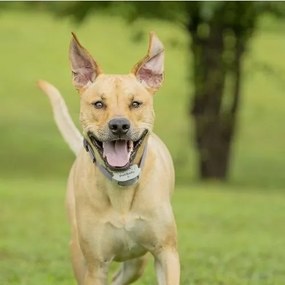 PetSafe® Gard electric pentru câini Classic