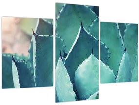 Tablou - Suculent (90x60 cm)