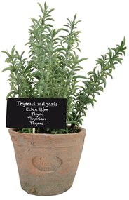 Plantă artificială (înălțime 21,5 cm) Thyme – Esschert Design