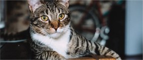 Tablou cu pisica (120x50 cm)