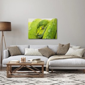 Tablou cu șarpe (70x50 cm)