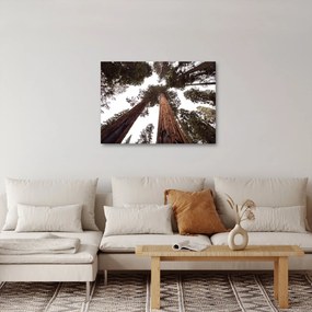 Tablou - Privire prin vârfurile copacilor (70x50 cm)
