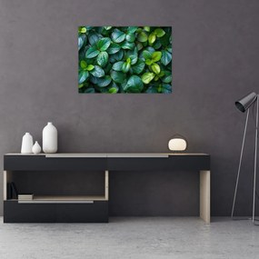 Tablou - Plante verzi (70x50 cm)
