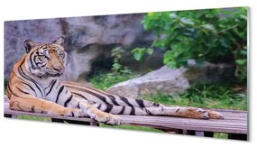 Tablouri acrilice Tiger într-o grădină zoologică
