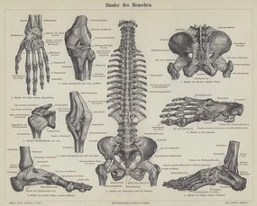 Reproducere Ligaments of the human body, German School,