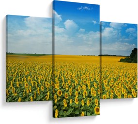 Tablou - câmp cu floarea soarelui (90x60 cm)