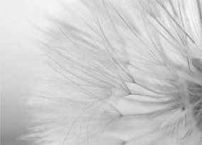 Tablou - Dandelion (70x50 cm)