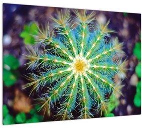 Tablou pe sticlă cu cactus (70x50 cm)