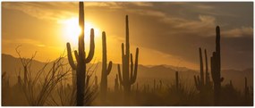 Tablou - Cactuși Saguaro (120x50 cm)