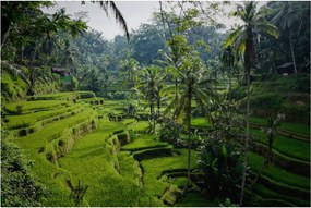 Tablou cu terasele cu orez Tegalalang, Bali (90x60 cm)