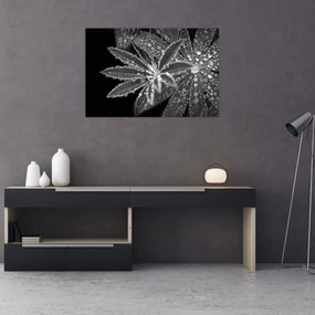 Tablou - Frunze cu picături (90x60 cm)