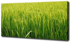 Tablou canvas Câmp de orez