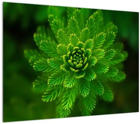 Tablou pe sticlă cu coniferi (70x50 cm)