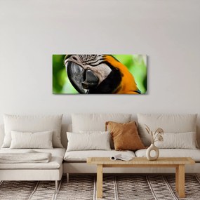 Tablou cu papagal (120x50 cm)