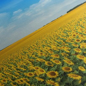 Tablou - câmp cu floarea soarelui (cu ceas) (90x30 cm)