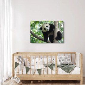 Tablou - Panda in copac (90x60 cm)