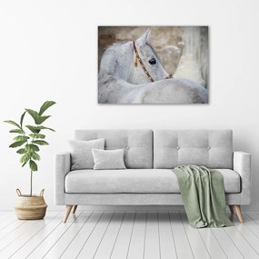 Tablou pe pânză canvas Cal arab alb