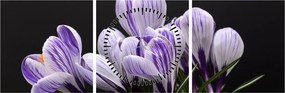 Tablou - Crocus violet (cu ceas) (90x30 cm)