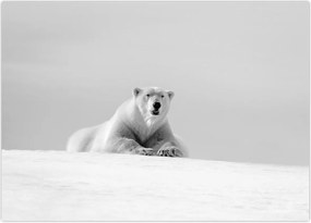 Tablou - Urs polar,alb-negru (70x50 cm)