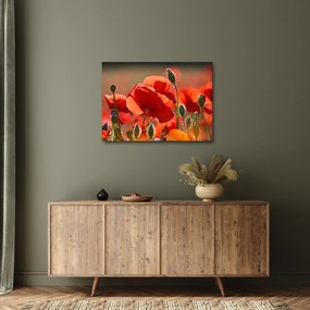 Tablou cu flori de maci (70x50 cm)