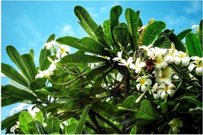 Tablou - Plumeria (90x60 cm)