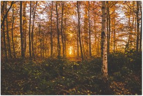 Tablou - Pădurea toamna (90x60 cm)