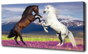 Tablou canvas Cai de luptă în avans