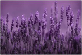 Tablou - Lavanda (90x60 cm)