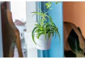Set 2 ghivece cu ventuze pentru fereastră Esschert Design, înălțime 12,1 cm