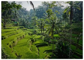 Tablou cu terasele cu orez Tegalalang, Bali (70x50 cm)